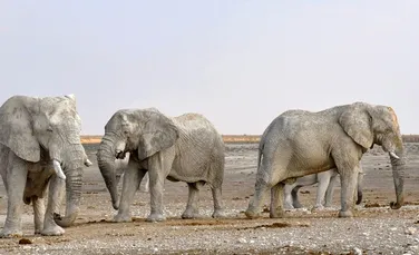 Motivul pentru care elefanţii nu ţin la băutură, deşi au o construcţie suficient de mare încât să asimileze rapid alcoolul