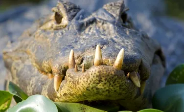 7 MITURI despre animale care sunt, de fapt, reale. Cum plângi „cu lacrimi de crocodil”