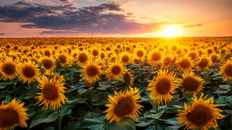 Test de cultură generală. De ce norii au forme diferite?