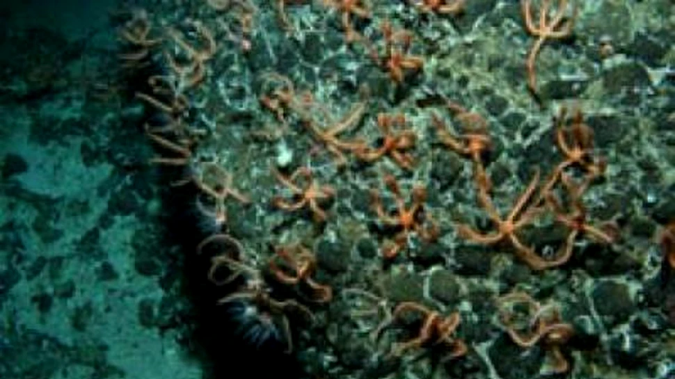 Stelele de mare isi pierd membrele din cauza incalzirii globale