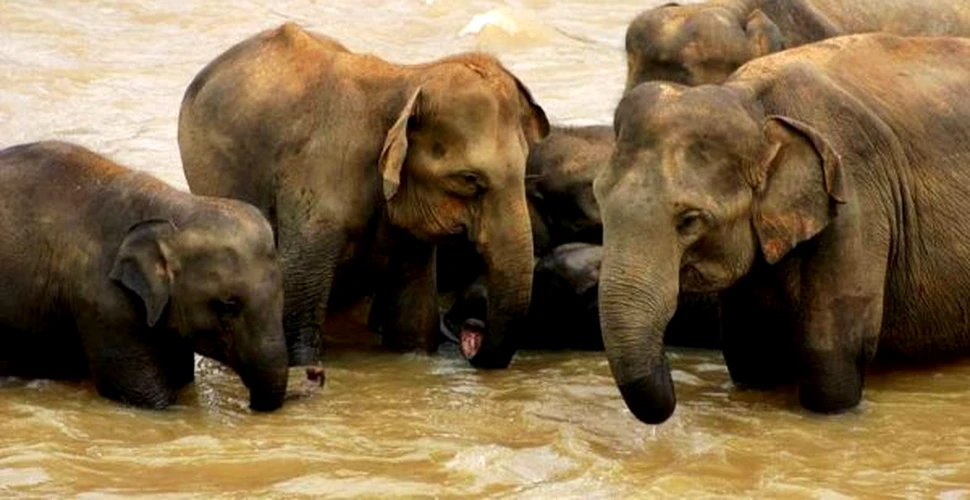 Elefanţii din Sri Lanka: mai mulţi decât se credea, dar tot ameninţaţi