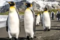 O nouă colonie de pinguini imperiali a fost depistată din spațiu
