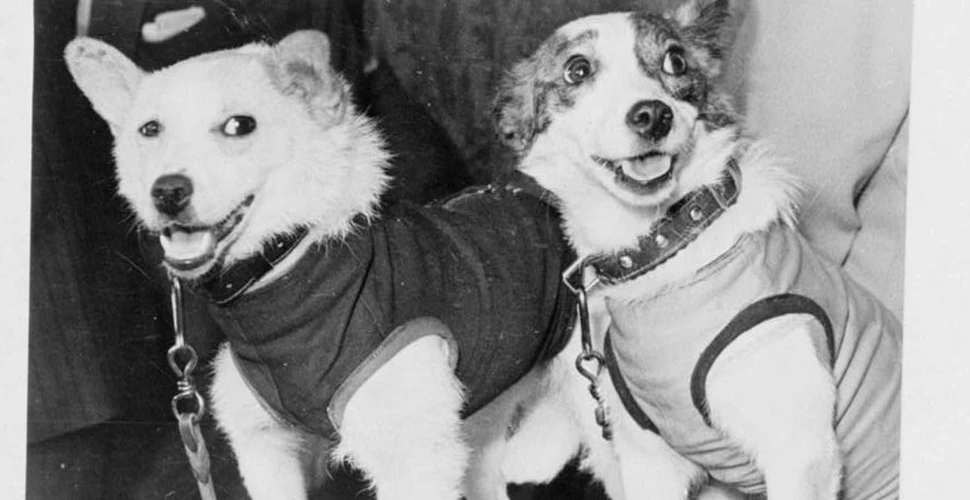 Ziua în care Uniunea Sovietică a făcut istorie cu două căţeluşe: Belka şi Strelka