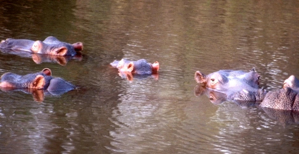 Doi turişti urmăriţi de hipopotami au prins totul pe cameră (VIDEO)
