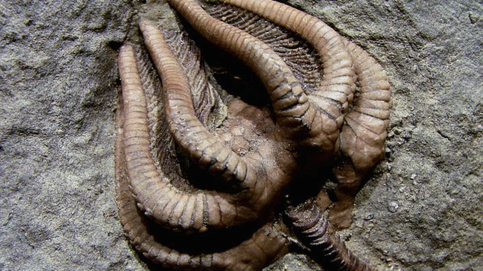 Misterul celei mai mari extincţii de pe planetă a fost descifrat. Ce s-a întâmplat în urmă cu 250 de milioane de ani