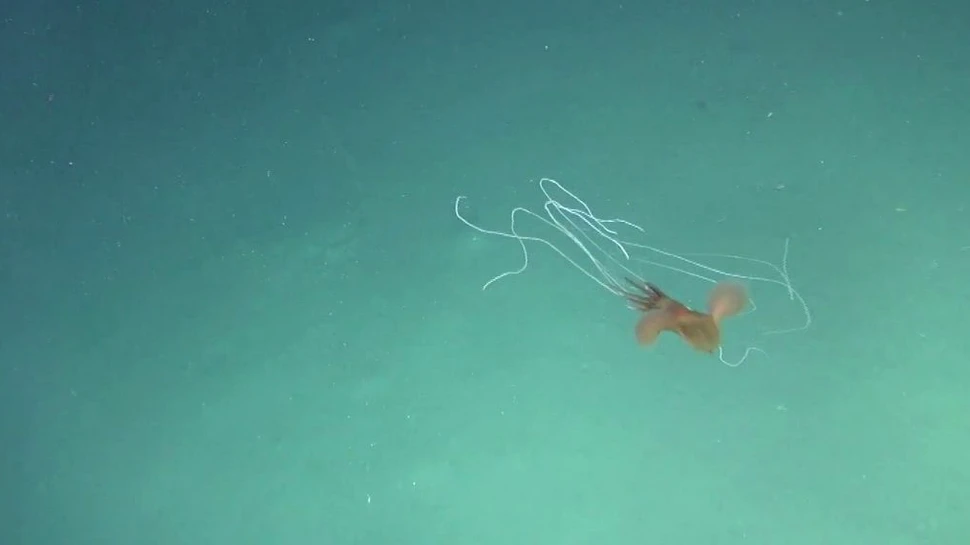 Premieră în apele australiene: Cercetătorii au surprins mai mulți indivizi dintr-o specie bizară de calamar