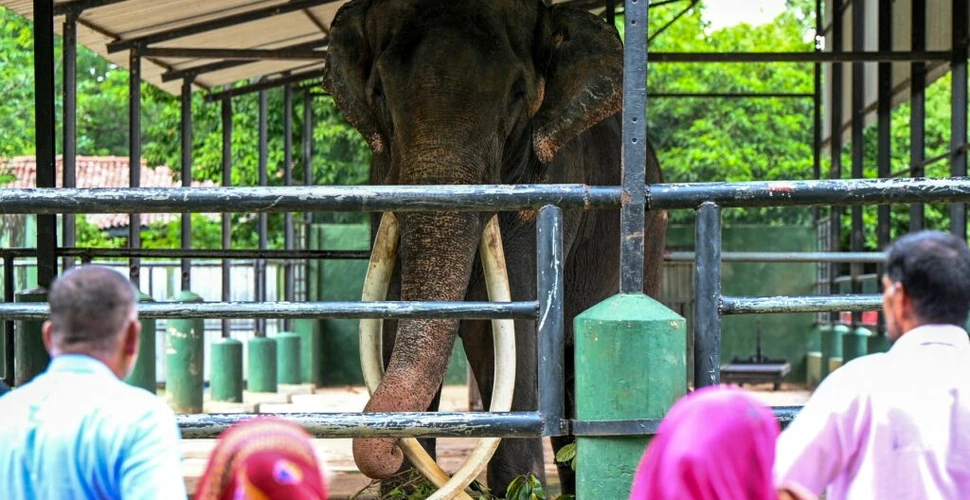 Un elefant thailandez se întoarce acasă după mai bine de 20 de ani