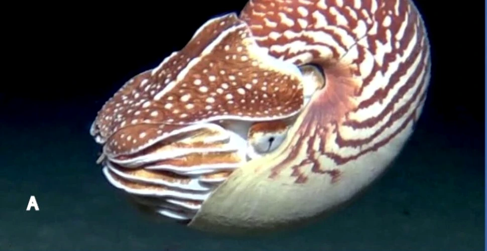 Trei noi specii de nautil au fost găsite în Marea Coralilor și Pacificul de Sud