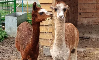 Un mascul şi o femelă de alpaca au ajuns la Zoo Oradea