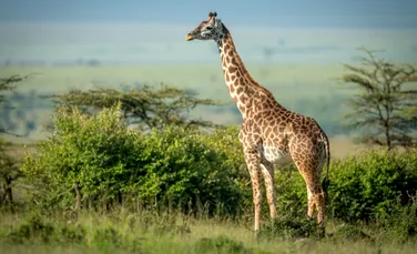 Pajiștile dispar aproape de patru ori mai repede decât pădurile, arată un studiu global