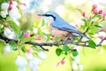 Cântecul păsărilor este benefic pentru sănătatea noastră mintală