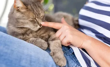 Test de cultură generală. De ce animalelor le place să fie mângâiate?