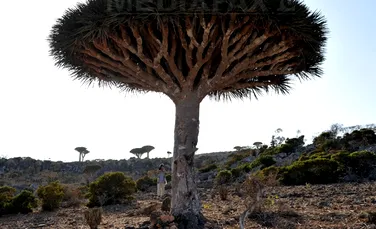 Peisaj EXTRATERESTRU: Cum arată insula Socotra, cel mai fascinant ecosistem din lume – FOTO, VIDEO