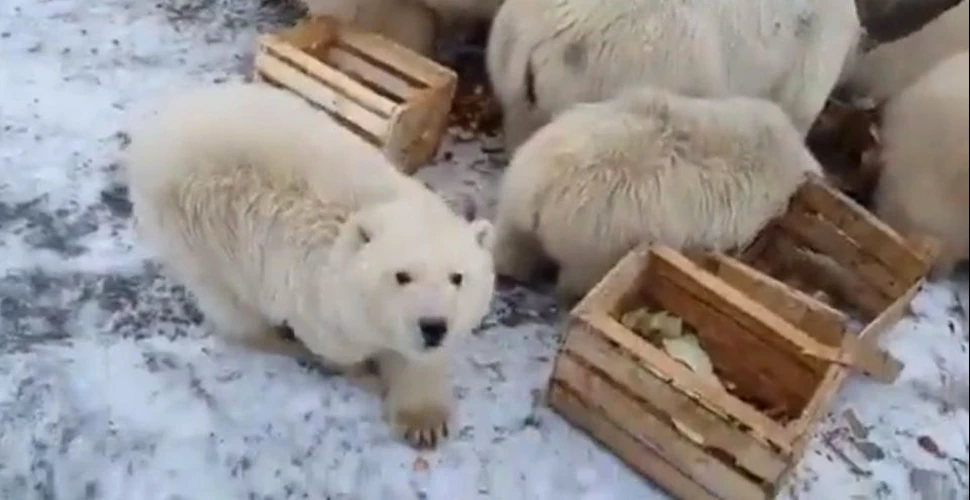 Un sat din Rusia arctică, invadat de peste 50 de urşi. Fenomenul care a generat această situaţie