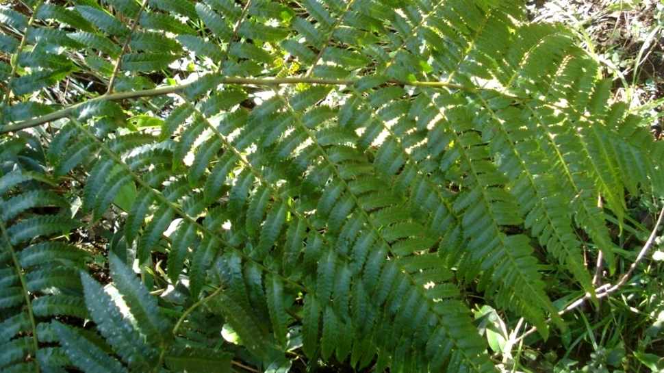 Feriga „zombi” poate reînvia frunze moarte pentru a hrăni restul plantei