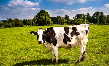 Cum ar putea vacile să salveze planeta de la dezastru