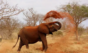 Elefanții ar putea salva Pământul de la încălzirea globală. „Acum, avem de ales”