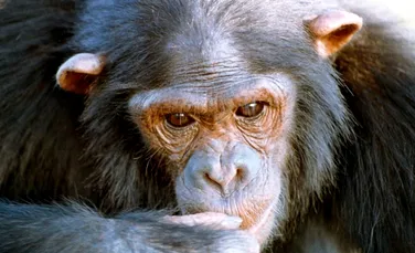 Aceasta este Nataşa – geniul absolut din lumea cimpanzeilor