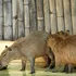 Un capibara care a evadat de la o grădină zoologică din China, regăsit după două luni