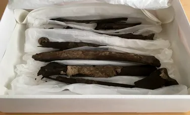 Oasele unui nobil viking, dispărute de zeci de ani, au fost descoperite în arhivele unui muzeu