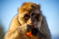 Maimuțele din Gibraltar mănâncă pământ pentru a-și proteja stomacul după ce primesc alimente nesănătoase de la turiști
