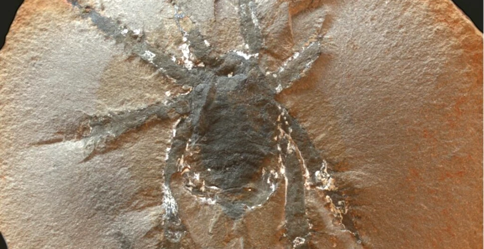 O arahnidă care trăia în urmă cu 300 de milioane ani avea picioare cu spini