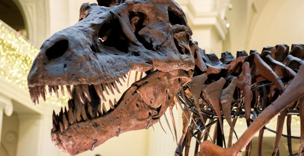 Tensiuni între Franţa şi Maroc din cauza unui schelet de dinozaur vechi de 66 de milioane de ani