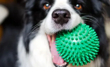 A fost descoperit cel mai vechi câine domesticit din lume. Are 16.000 de ani!