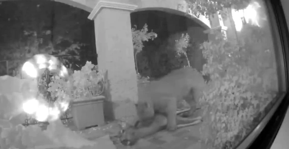 Întâlnirea nocturnă, neaşteptată, dintre doi americani şi un leu de munte -VIDEO