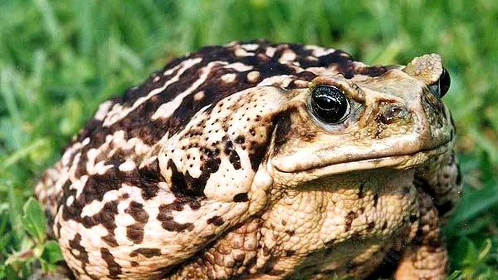 Vanarea speciilor invadatoare – sport de masa in Australia