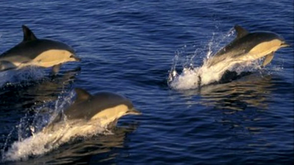 Delfinii prefera pestii “premium”