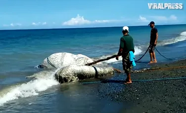 VIDEO. O creatură misterioasă care ”miroase ca ceva de pe altă planetă” a eşuat pe o plajă din Filipine