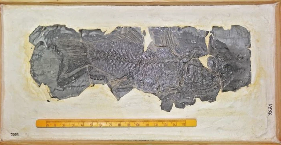 Cea mai veche fosilă de biban de mare din Europa, descoperită de cercetători de la UBB
