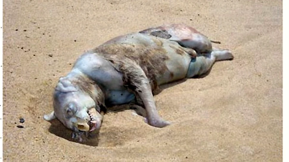 Monstrul din Montauk declanseaza un val de isterie mass-media