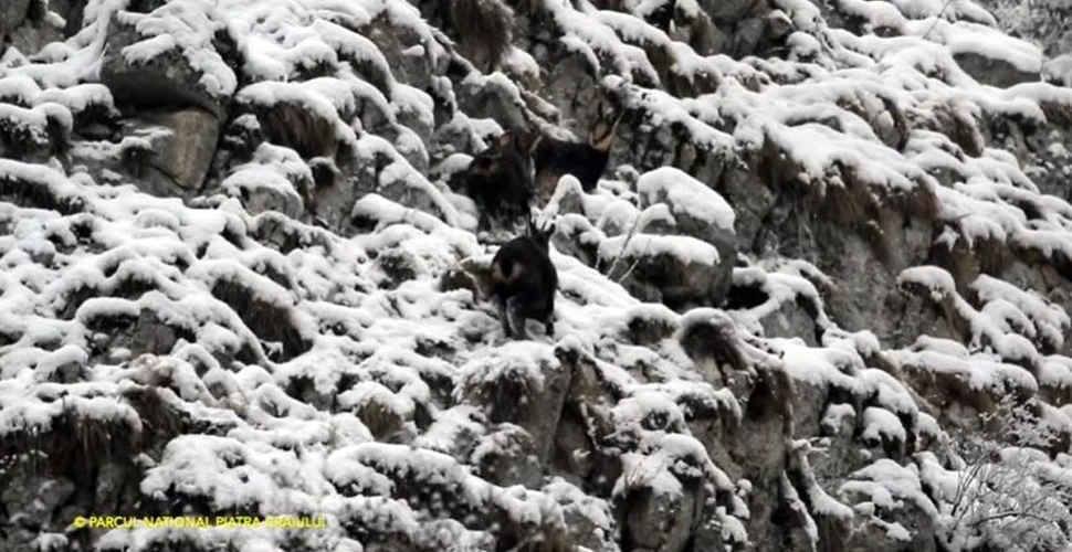Imagini spectaculoase cu capre negre care sar printre stâncile acoperite cu zăpadă din Parcul Național Piatra Craiului
