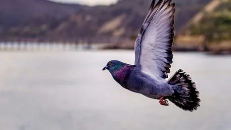 Strămoșii porumbeilor sălbatici, găsiți pe insulele britanice și irlandeze