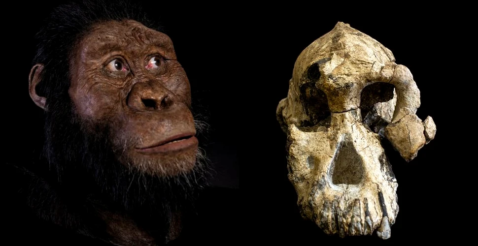 Descoperirea unui craniu vechi de 3,8 milioane de ani poate schimba complet istoria evoluţiei omului
