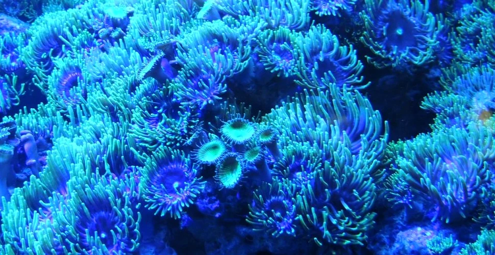Experţii au desluşit un mister din natură. Cum reuşesc coralii de la mari adâncimi să producă lumină în ciuda lipsei razelor UV