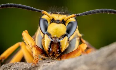 Viespile asiatice decimează sute de specii de insecte importante în Europa