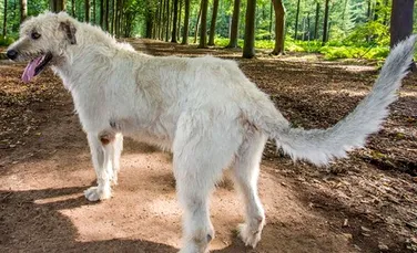 Record mondial înregistrat de un câine din Belgia