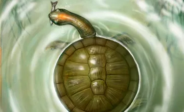 Rotundă şi uriaşă: o nouă specie de ţestoasă fosilă a fost descoperită în Columbia