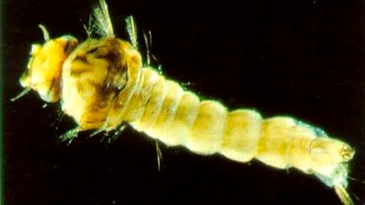 1-mosquito-larvae-anopheles 