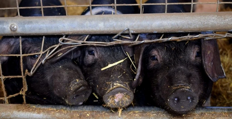 Cuștile pentru animalele de fermă ar putea fi eliminate