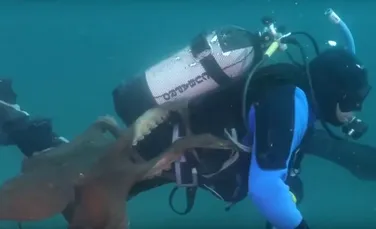 Momentul în care o caracatiţă atacă un scafandru a fost înregistrat video