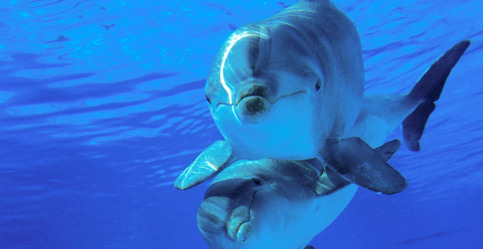 Delfinii își recunosc „prietenii” cu ajutorul gustului urinei. Iată ce arată un nou studiu