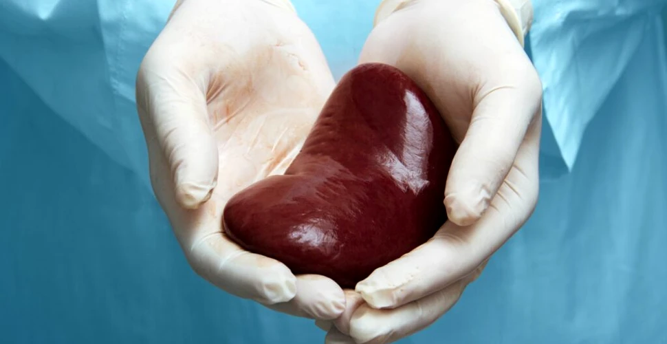 Medicii au transplantat, în premieră mondială, un organ congelat și decongelat