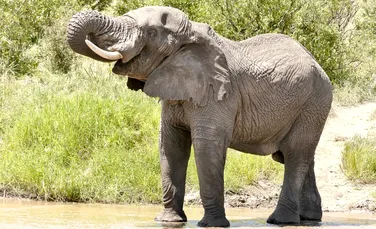 Veterinarii au reparat cu succes cornul fisurat al unui elefant african de cinci tone, în Columbia