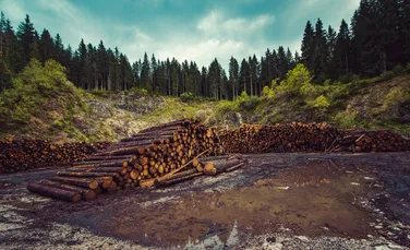 O agenţie americană de mediu susţine că austriecii se aprovizionează cu lemn din parcurile naţionale ale României