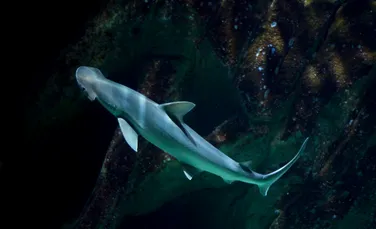 Test de cultură generală. Care animal se poate clona singur?