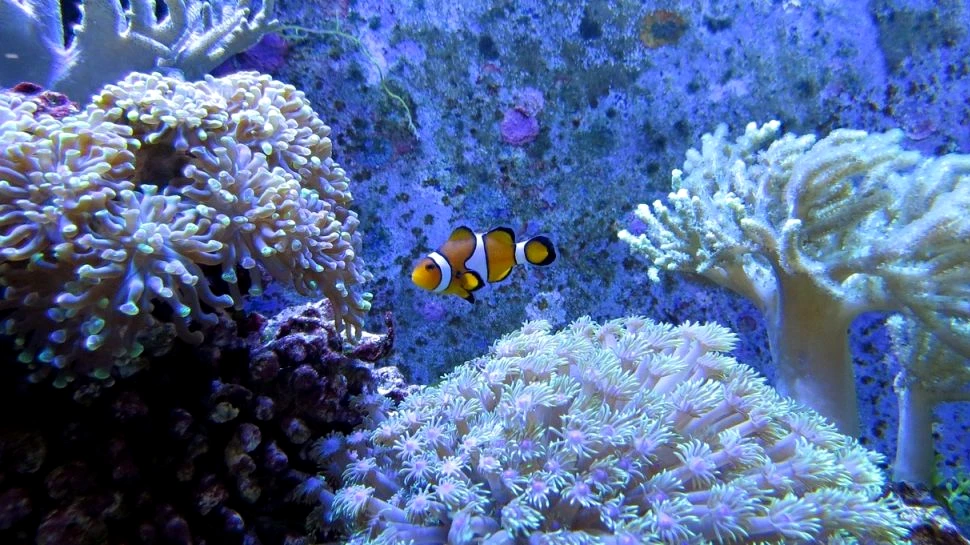 Albirea coralilor este explicată printr-o descoperire majoră a oamenilor de știință